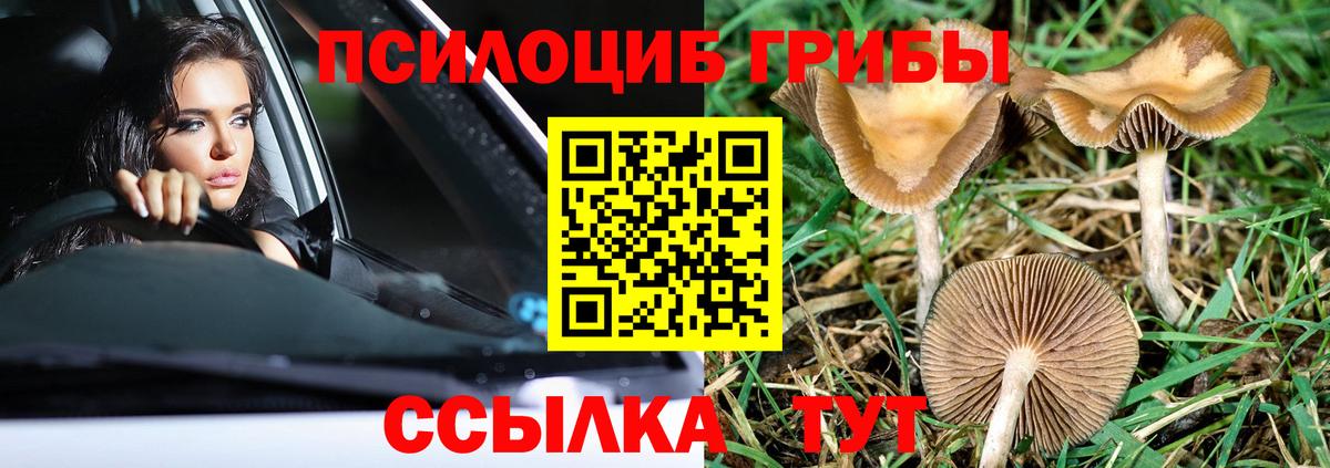 как найти закладки  Вход с VPN  Егорьевск  Галлюциногенные грибы мицелий 