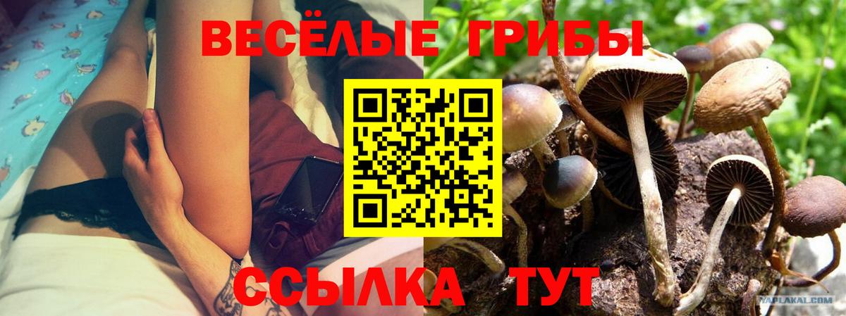 Галлюциногенные грибы Cubensis Егорьевск